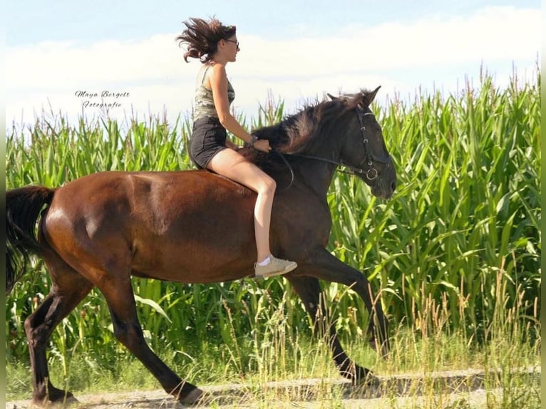 Friesian horses Mix Mare 18 years 16 hh Bay-Dark in Schöngeising