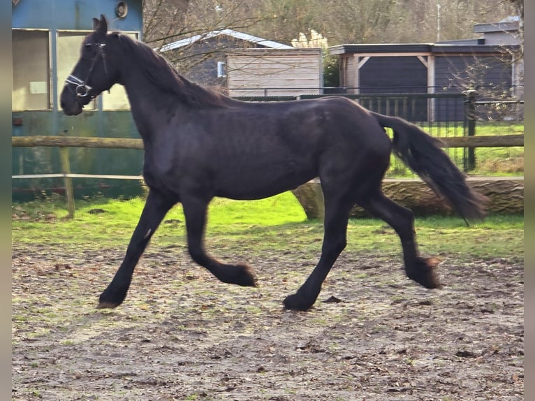 Friesian horses Mare 18 years 16,1 hh Black in Someren