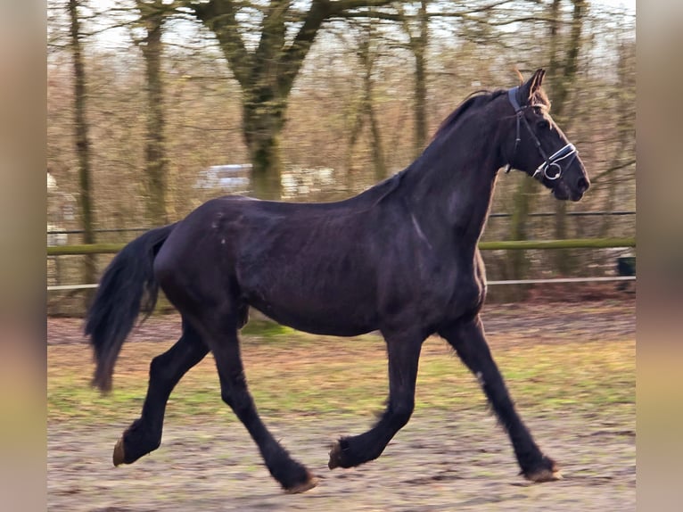 Friesian horses Mare 18 years 16,1 hh Black in Someren