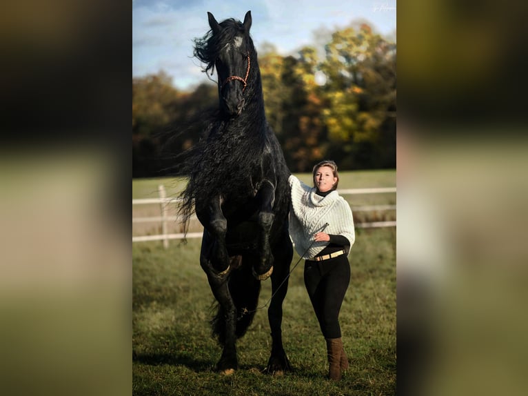 Friesian horses Mare 19 years 15,3 hh Black in pesmes