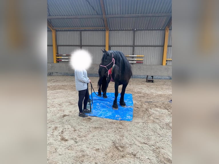 Friesian horses Mare 19 years 16.1 hh Black in Weert