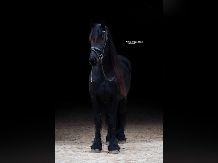 Friesian horses Mare 19 years 16.1 hh Black in Weert