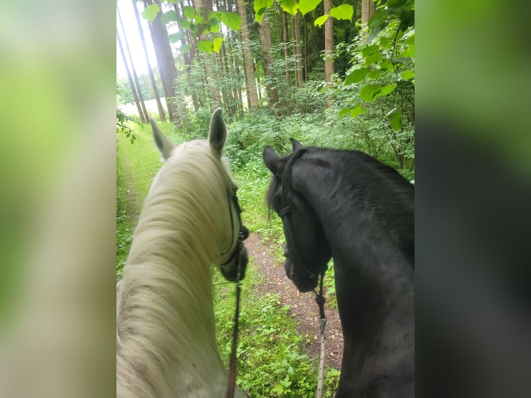 Friesian horses Mare 19 years 16 hh Black in Lauchheim-Röttingen
