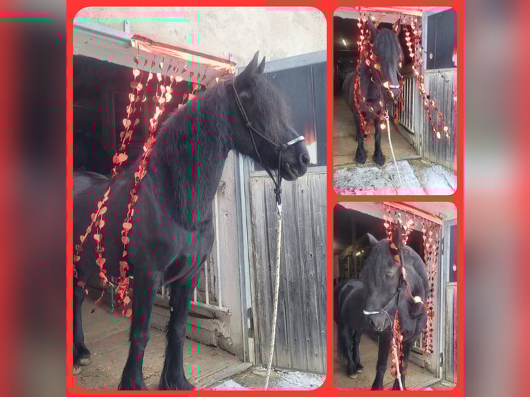 Friesian horses Mare 19 years 16 hh Black in Lauchheim-Röttingen