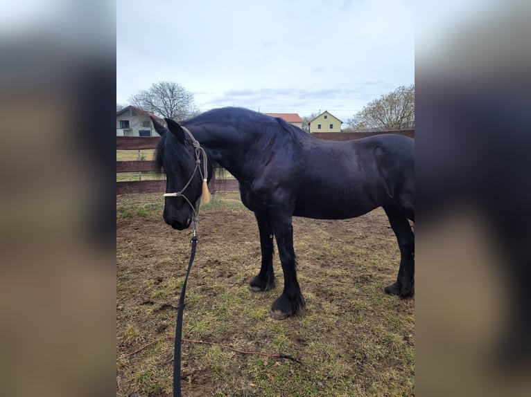 Friesian horses Mare 19 years 16 hh Black in Lauchheim-Röttingen