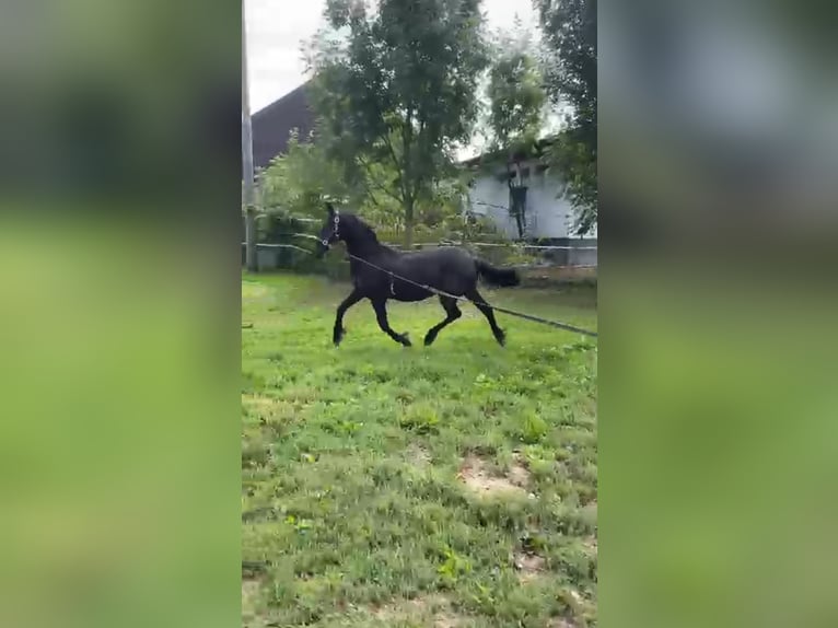 Friesian horses Mare 1 year 12,2 hh Black in Reichersberg