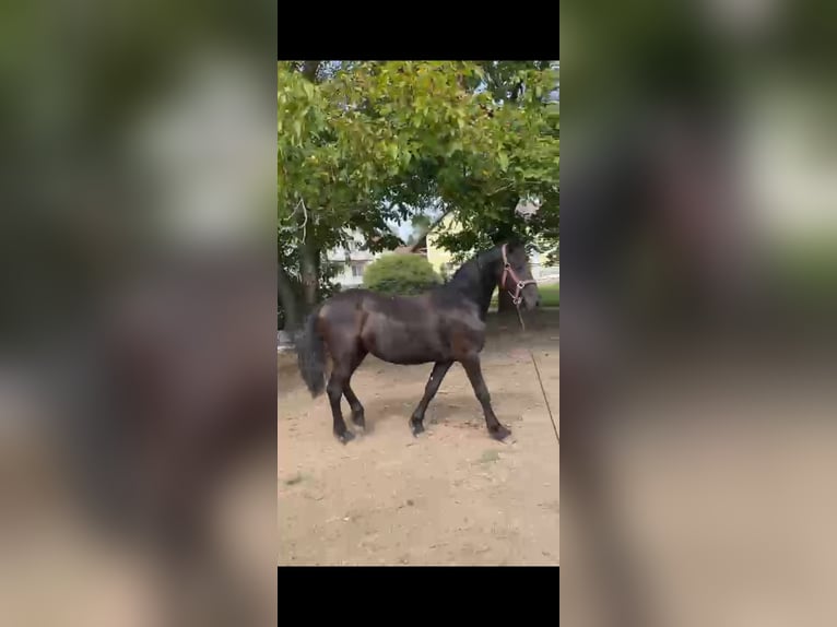 Friesian horses Mare 1 year 12,2 hh Black in Reichersberg