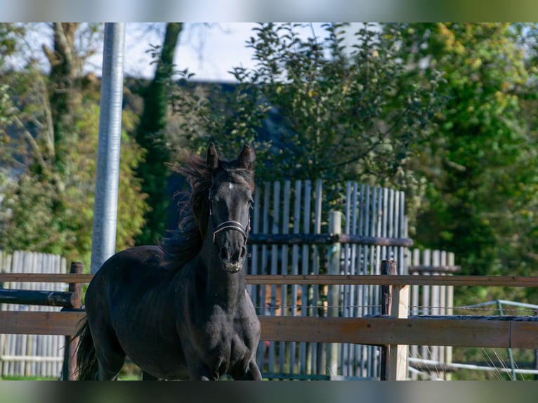 Friesian horses Mare 1 year 14,3 hh Black in Aachen