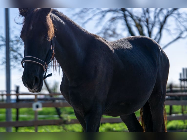 Friesian horses Mare 1 year 14,3 hh Black in Aachen