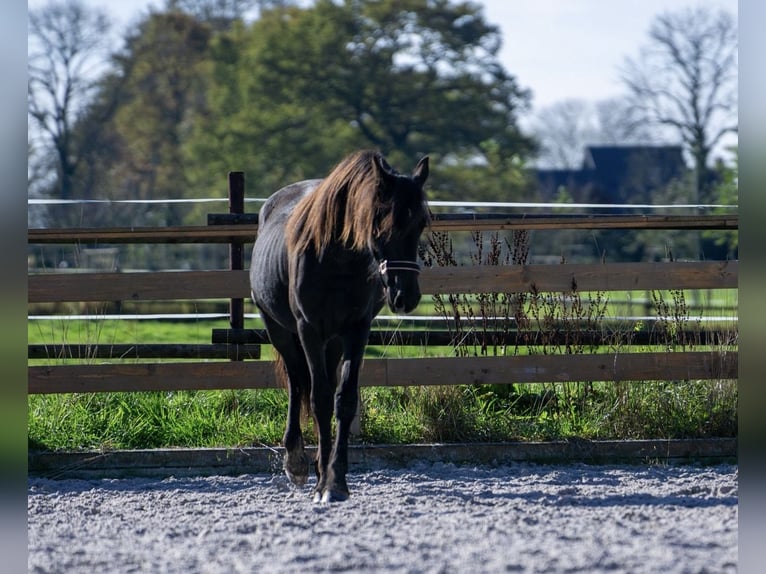 Friesian horses Mare 1 year 14,3 hh Black in Aachen