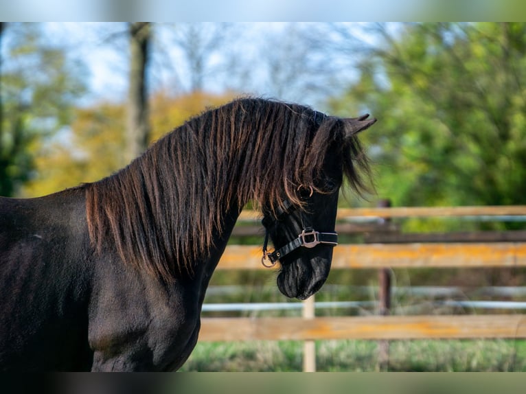 Friesian horses Mare 1 year 14,3 hh Black in Aachen