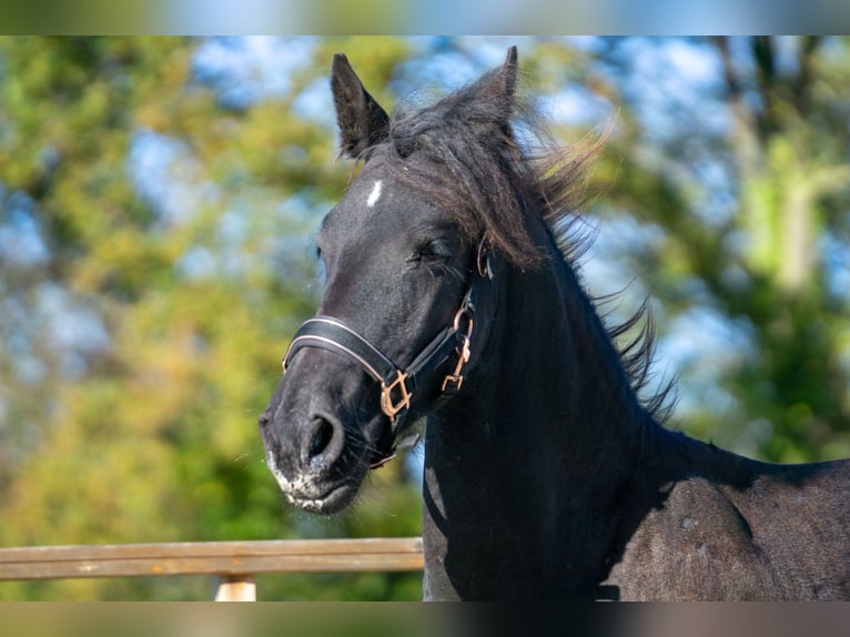 Friesian horses Mare 1 year 14,3 hh Black in Aachen