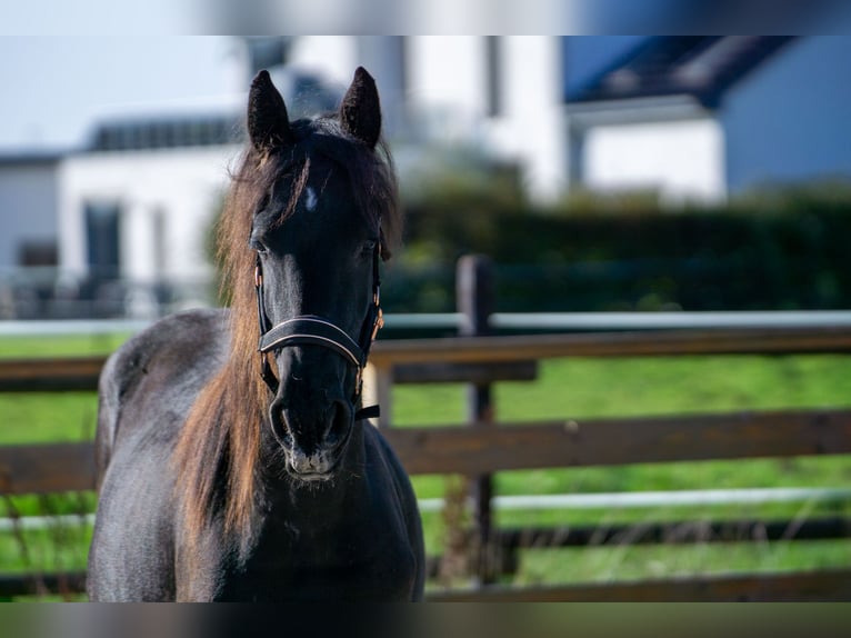 Friesian horses Mare 1 year 14,3 hh Black in Aachen