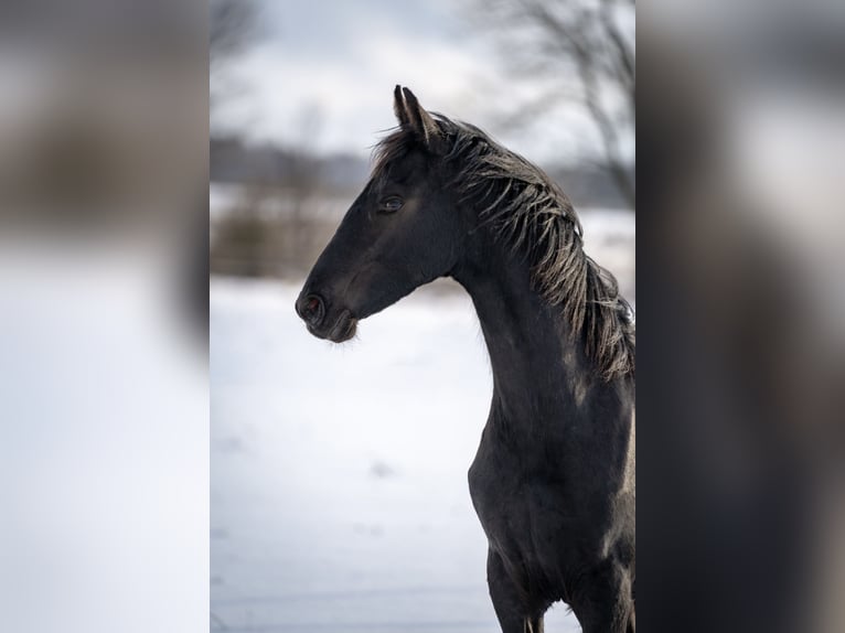 Friesian horses Mare 1 year 14,1 hh Black in Brańsk