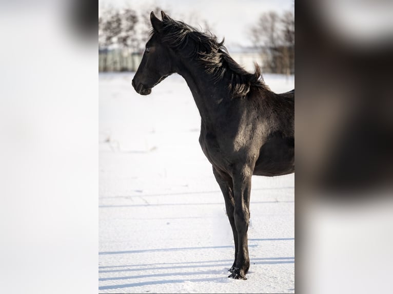 Friesian horses Mare 1 year 14,1 hh Black in Brańsk