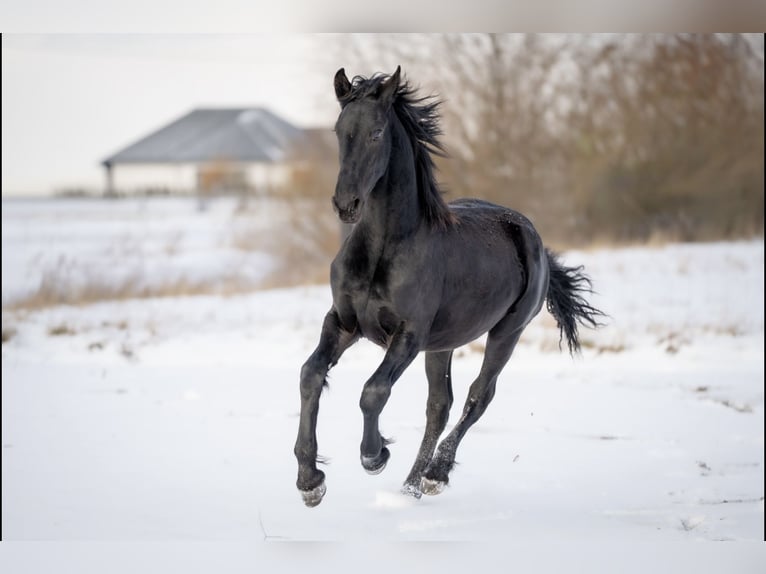 Friesian horses Mare 1 year 14,1 hh Black in Brańsk