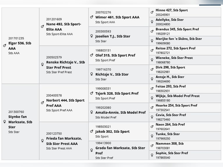 Friesian horses Mare 1 year 14,1 hh Black in Brańsk