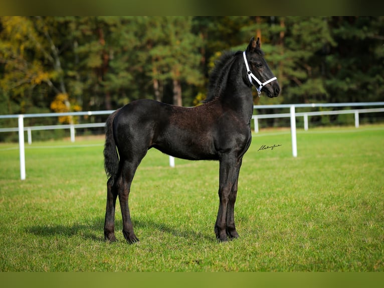 Friesian horses Mare 1 year 15,2 hh Black in Niedźwiedź