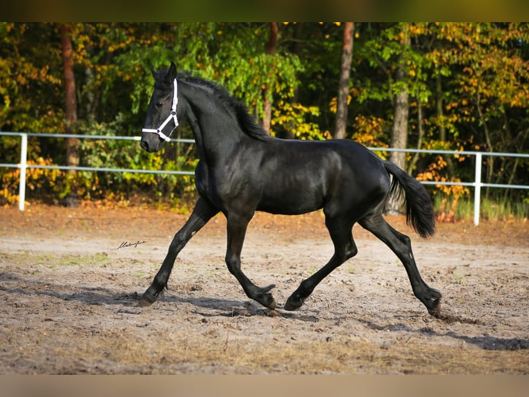 Friesian horses Mare 1 year 15,2 hh Black in Rojów