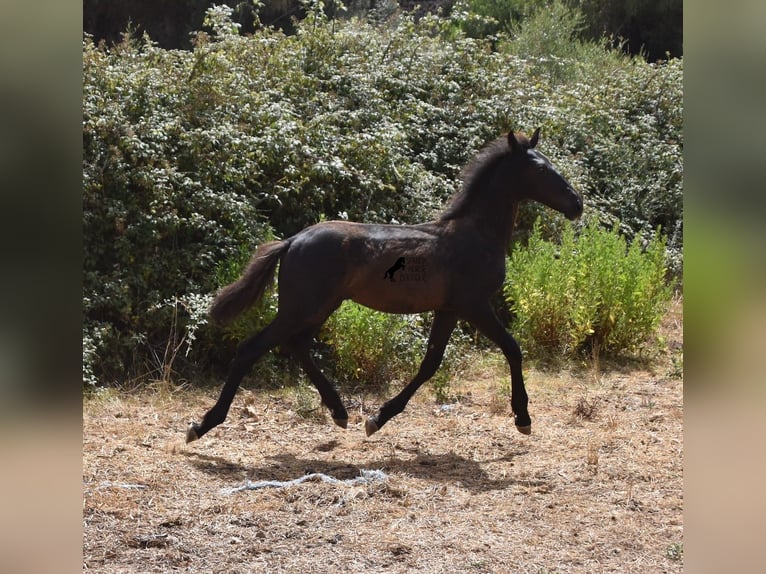 Friesian horses Mix Mare 1 year 15,2 hh Black in Menorca