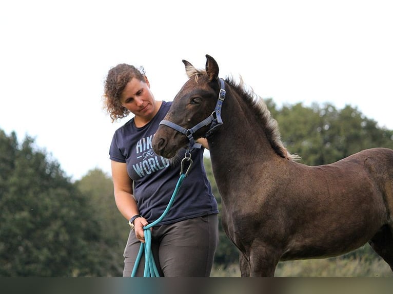 Friesian horses Mare 1 year 15,2 hh Black in GOVEN