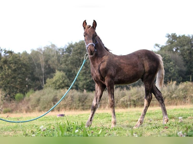 Friesian horses Mare 1 year 15,2 hh Black in GOVEN