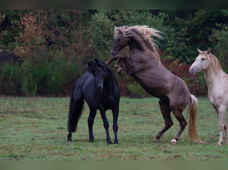 Friesian horses Mare 1 year 15,2 hh Black in GOVEN