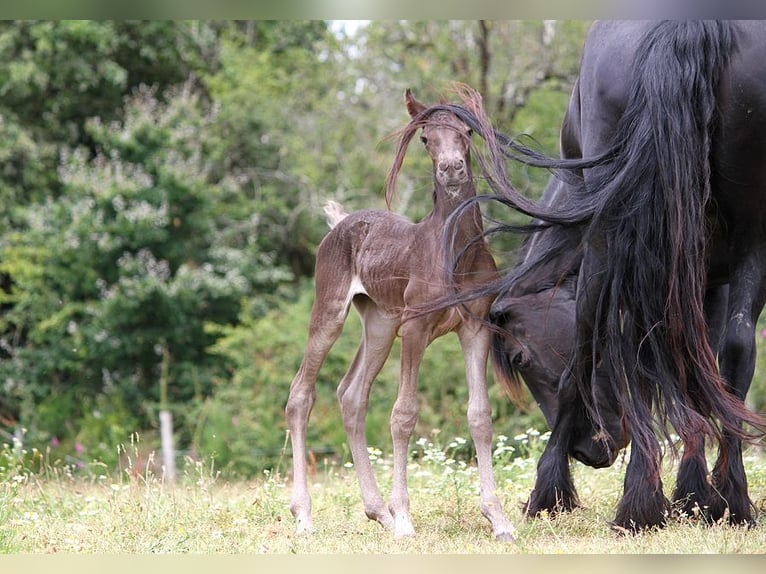 Friesian horses Mare 1 year 15,2 hh in GOVEN