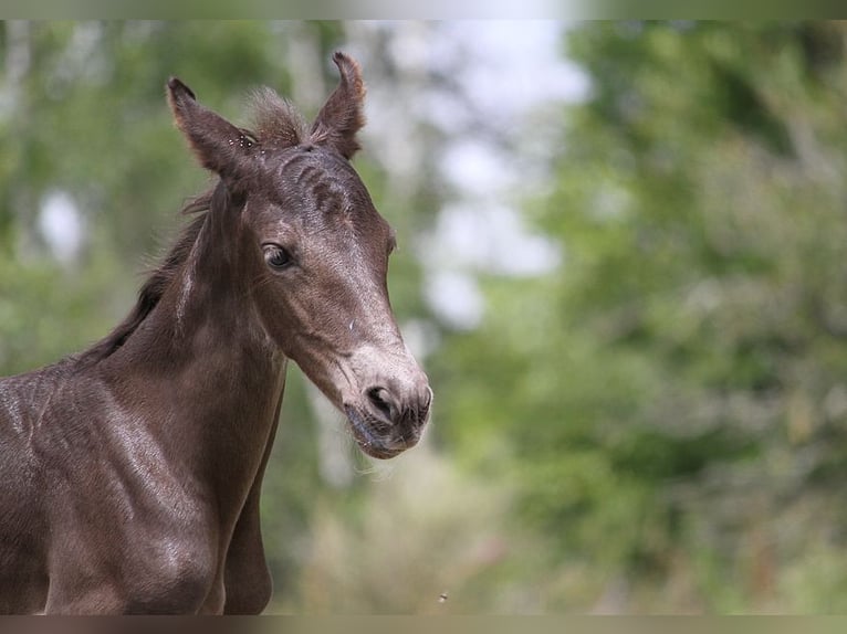 Friesian horses Mare 1 year 15,2 hh in GOVEN