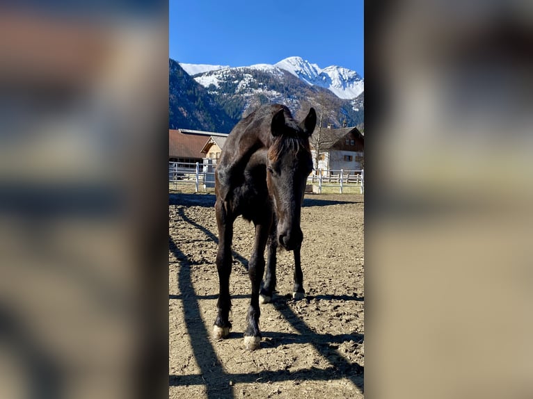 Friesian horses Mare 1 year 15,2 hh Black in Sankt Michael im Lungau