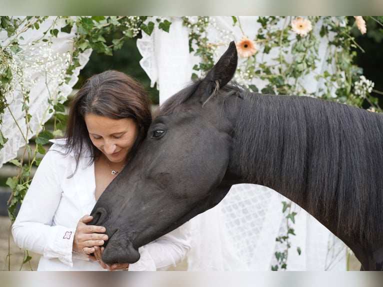 Friesian horses Mare 1 year 15,2 hh Black in Altd&#xF6;bern