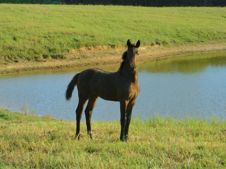 Friesian horses Mare 1 year 16 hh Bay-Dark in Lobelville