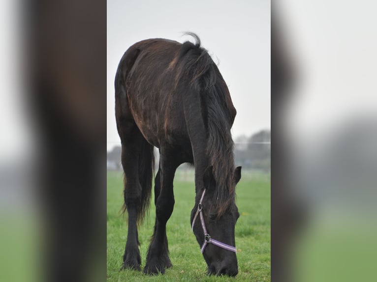 Friesian horses Mare 1 year 16 hh Black in Ambt Delden