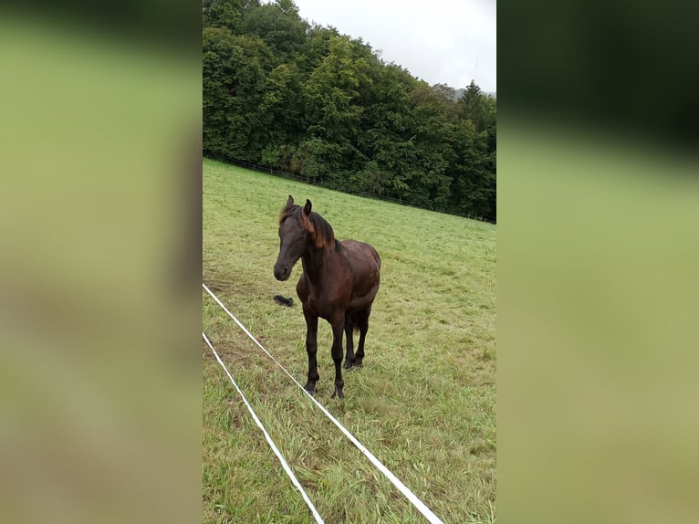 Friesian horses Mare 1 year 16 hh Black in Veldenz