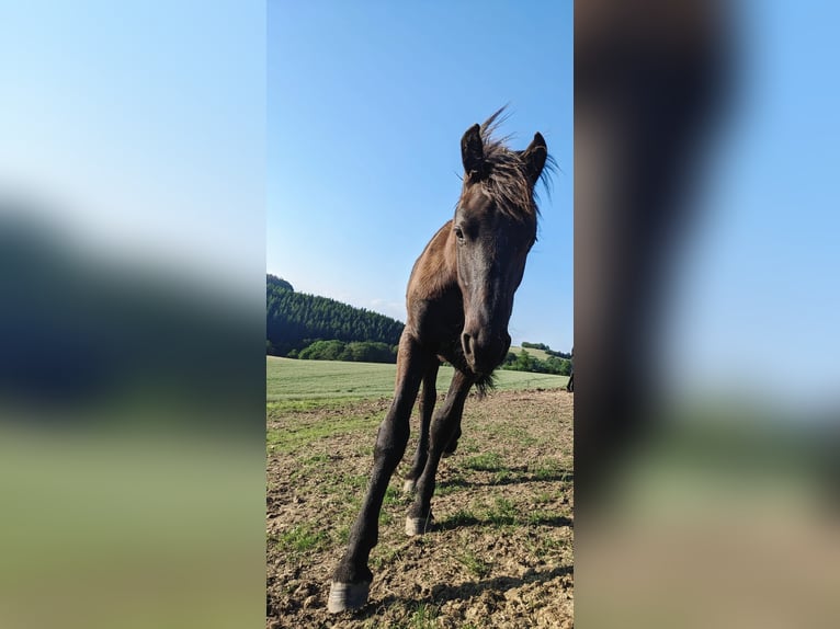 Friesian horses Mare 1 year 16 hh Black in Veldenz