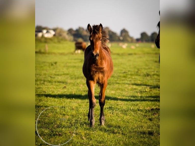Friesian horses Mix Mare 1 year 16 hh Brown in Tzummarum