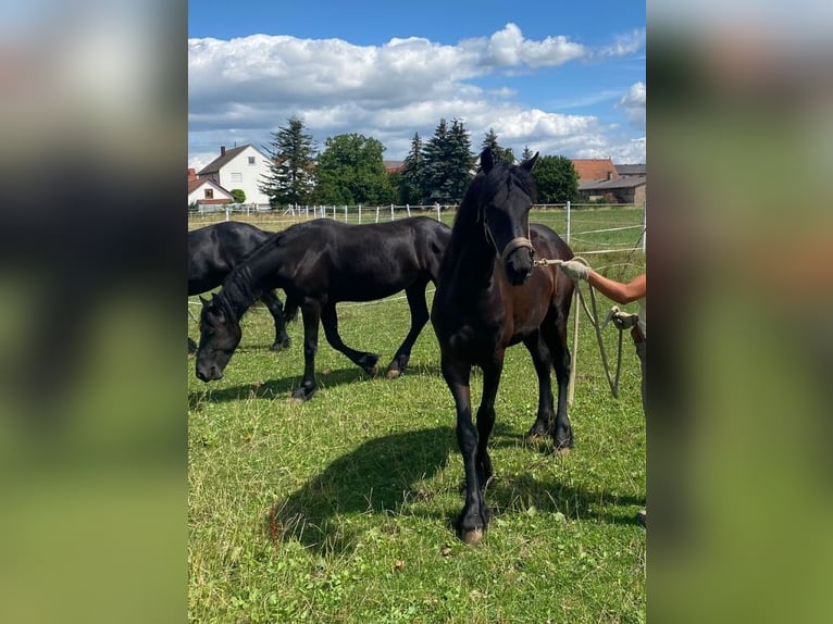 Friesian horses Mare 1 year 16,1 hh Black in Wallerstein