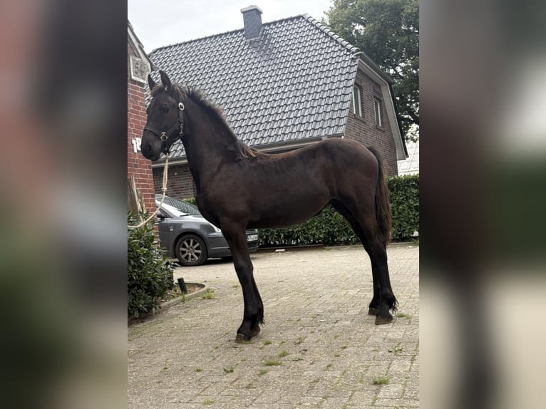 Friesian horses Mare 1 year Black in Wittmund
