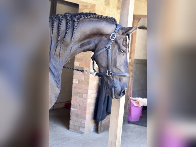 Friesian horses Mare 1 year Black in Bethersden
