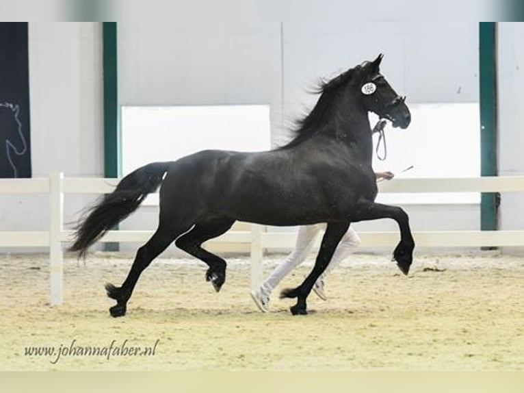 Friesian horses Mare 1 year Black in Heinkenszand