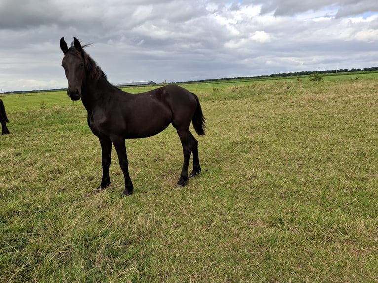 Friesian horses Mare 1 year Black in Dalen
