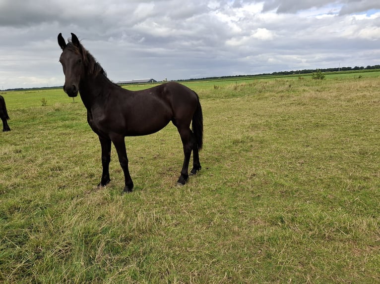 Friesian horses Mare 1 year Black in Dalen