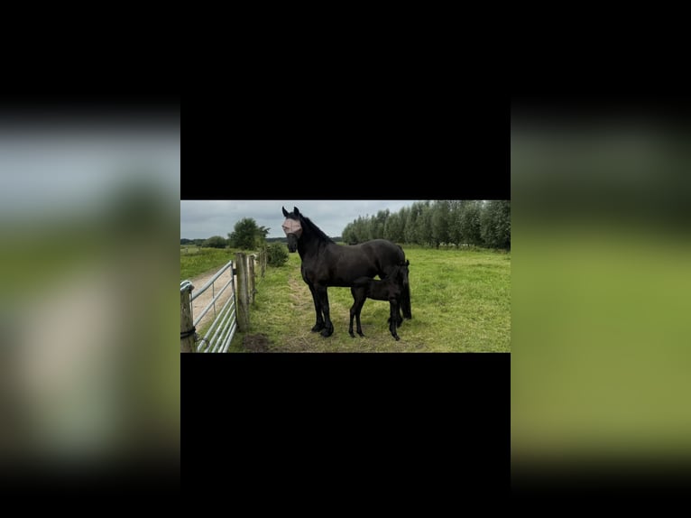 Friesian horses Mare 1 year in Loosdrecht