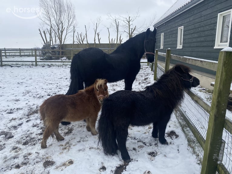 Friesian horses Mare 22 years Black in Zuidschermer