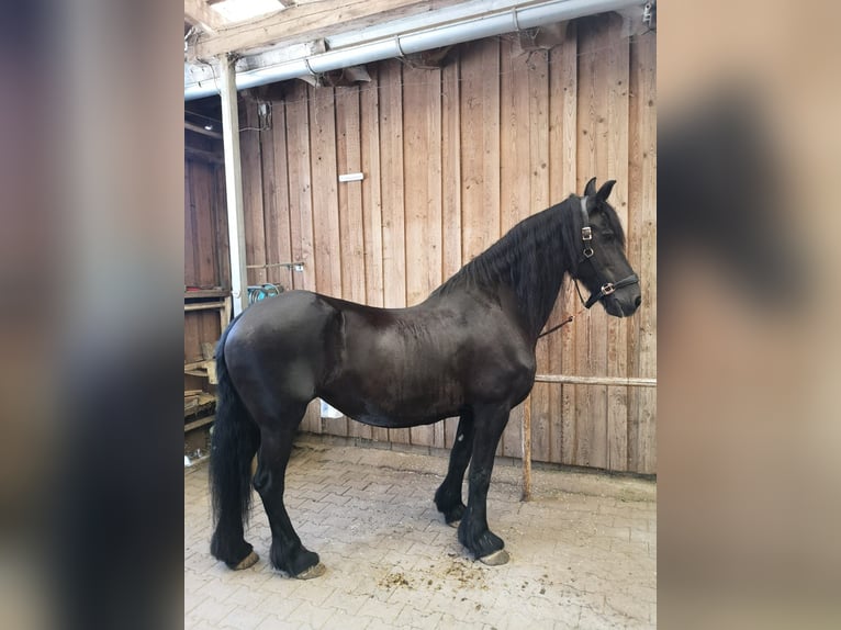 Friesian horses Mare 22 years in Windischeschenbach