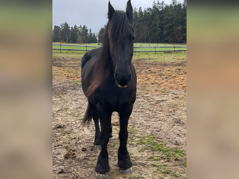 Friesian horses Mare 22 years in Windischeschenbach