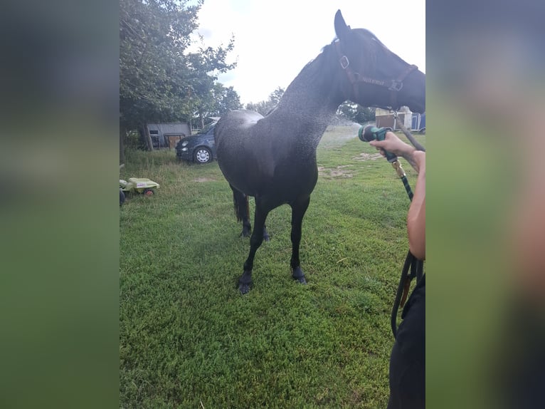 Friesian horses Mix Mare 2 years 14,2 hh Black in Germendorf