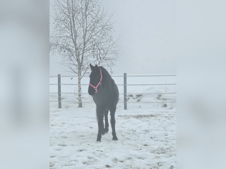 Friesian horses Mare 2 years 14,2 hh Black in Perg