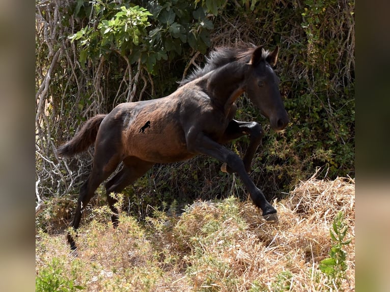 Friesian horses Mix Mare 2 years 15,2 hh Black in Menorca