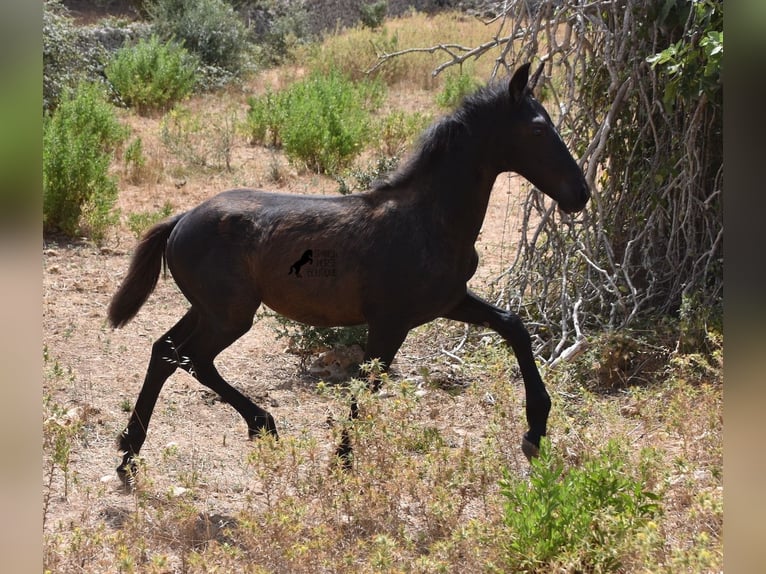 Friesian horses Mix Mare 2 years 15,2 hh Black in Menorca